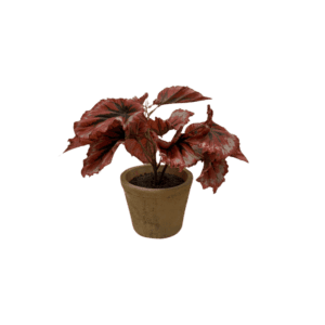 Plante Sanguinea  - H21cm