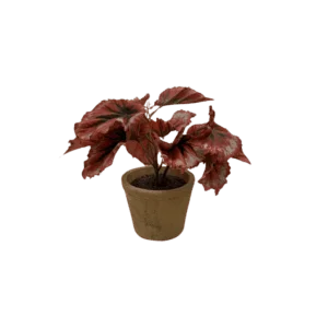 Plante Sanguinea  - H21cm