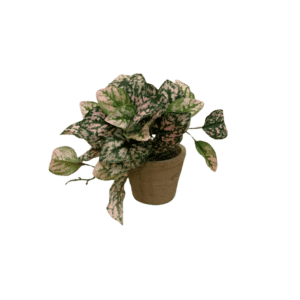 Plante Arvensis - H22cm