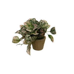 Plante Arvensis - H22cm
