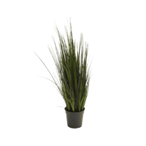 Plante River grass - H90cm