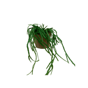 Plante Lacustris  - H13cm