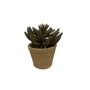 Plante Spicata  - H17cm