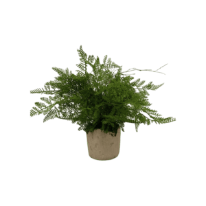 Plante Sylvatica  - H33cm