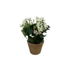 Plante Albus - H23cm