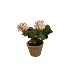 Plante Agrestis  - H23cm