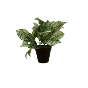 Plante Maculata  - H23cm
